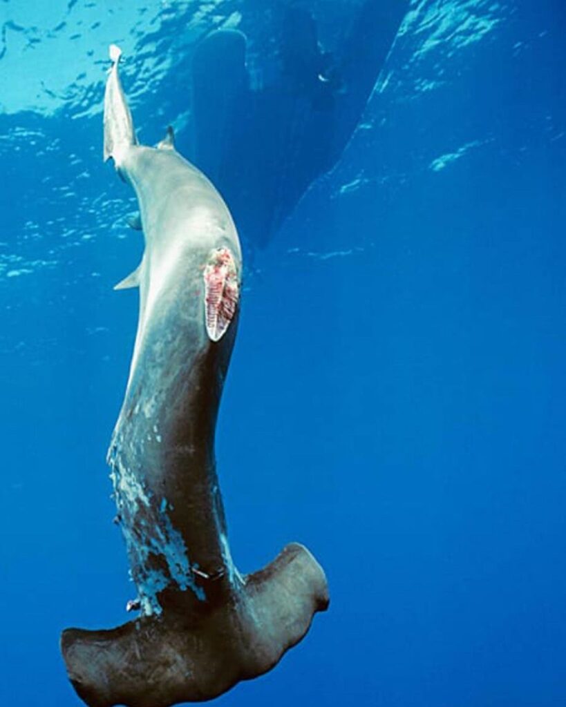 OG Slick Shark Plush 3 OG SLICK: B*szd meg a cápauszonylevesed