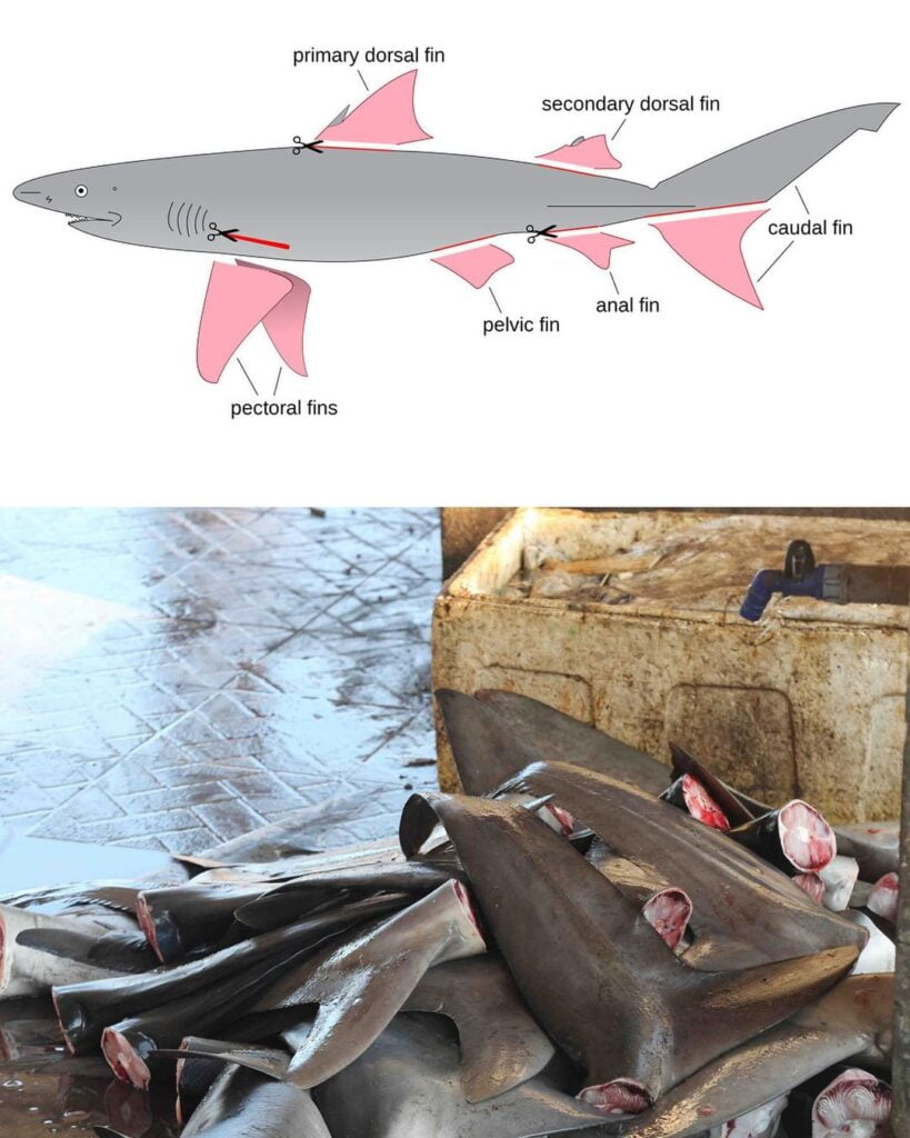 OG Slick Shark Plush 6 OG SLICK: B*szd meg a cápauszonylevesed